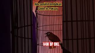 Download lagu Mana yg bagus Cililin dan Poksay⁉️utk isian murai⁉️ngerii semua bila masuk ke murai batu‼️ mp3