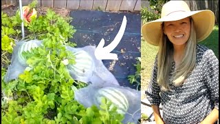 Download lagu How to PROTECT MELONS from CRITTERS mp3