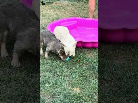 Video 2