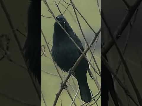 PÁSSARO PRETO CANTANDO