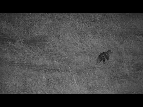 Djuma: White-tailed Mongoose spooked by lone Hyena - 01:11 - 10/13/19