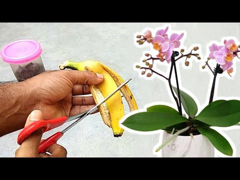 , title : 'Banana peel 🍌 Best fertilizer for orchids to bloom'
