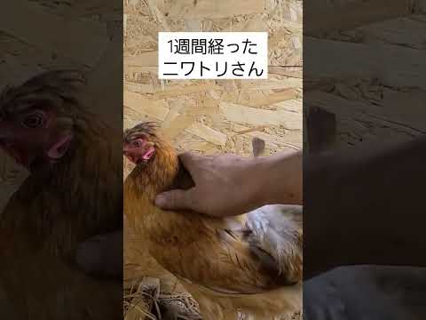 なぜ鶏にお酢を与えるのでしょうか？鶏小屋で何の役に立つの？  庭園