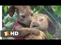 Peter Rabbit (2018) - Playing With Fire Scene (8/10) | Movieclips