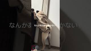 パグの日常Vlog #パグ #犬 #日常vlog #shorts