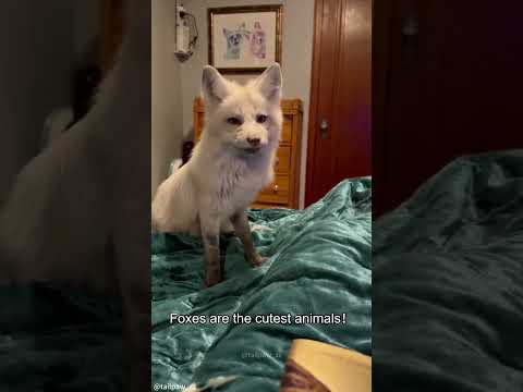 Try Not to Fall in Love with Foxes Challenge 🦊🤣#fox #funny #fyp #pets  #foxes #animals #cute