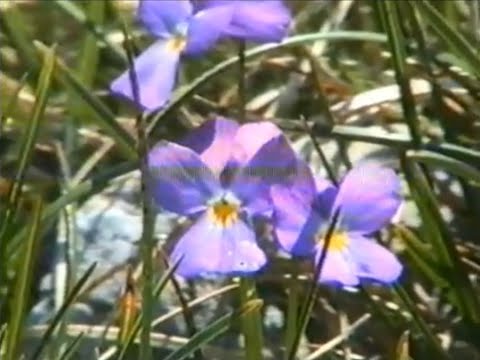 Pamplem'House - attraction sans retour