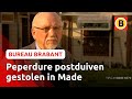 Levenswerk van duivenmelker gestolen | Bureau Brabant
