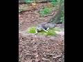 Cute Cat Gray Tabby Cat ️ Shorts