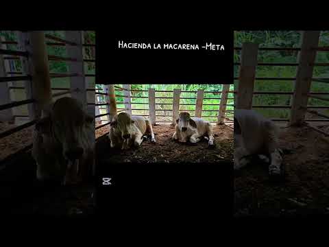 Hacienda la macarena #colombia #hondanx500