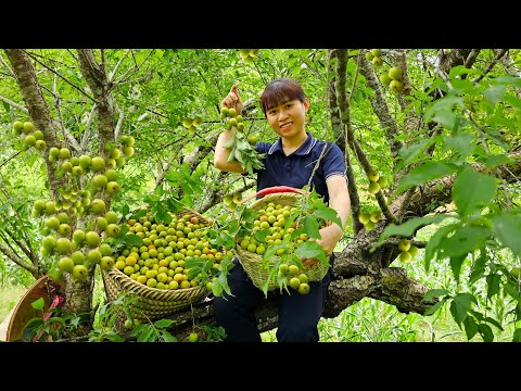 FULL VIDEO: 60 Days Harvesting Agricultural Products Go to Market sell | Gardening, Animal Care