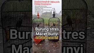 Download lagu manfaat terapi air hujan buat burung . #trucukan #perawatan #burung #macetbunyi #terapi mp3 Download lagu manfaat terapi air hujan buat burung . #trucukan #perawatan #burung #macetbunyi #terapi mp3