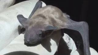 preview picture of video 'BatGuy.org - 2 - How To Get Rid of Bats (Baby Big Brown)'