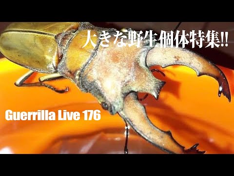  Breed biography for whatsapp