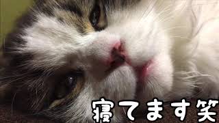 だらしないプンくん