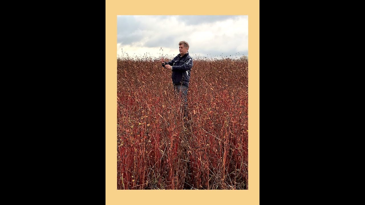 Деревня Голубча Трубчевский р-н, Брянская обл., БИО крупа гречка