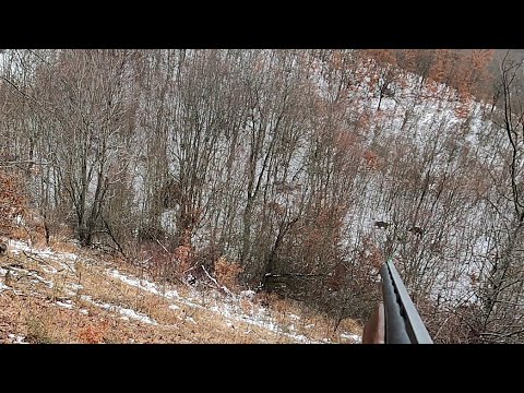 Hunting Wild Boar // Gjuetia e Derrit Miraq 19.12.2021