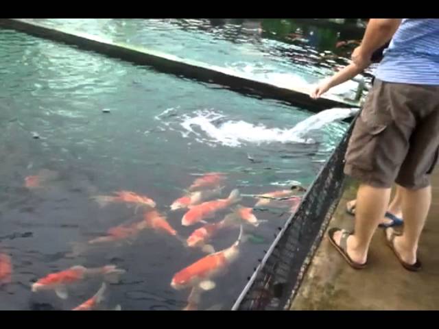 Mainland tropical fish farm Singapore