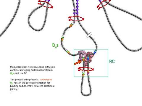 Animation of Loop Extrusion-mediated RAG Chromatin Scanning During D to JH Joining
