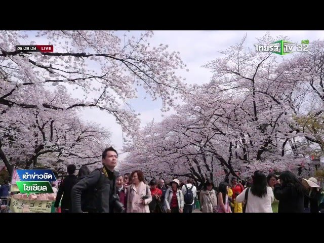 ซากุระบานที่สวนอุเอโนะ | 04-04-59 | เช้าข่าวชัด โซเชียล | ThairathTV