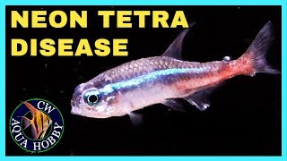 Neon Tetra Disease - My Neon Tetras are Dead