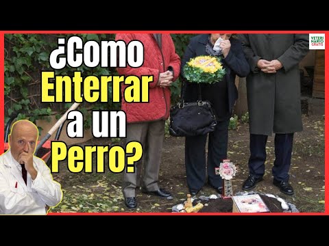 🔴 HOW TO BURY A DOG PROPERLY? ​​SO IT DOESN'T SMELL, OR IN A FLOWERPOT