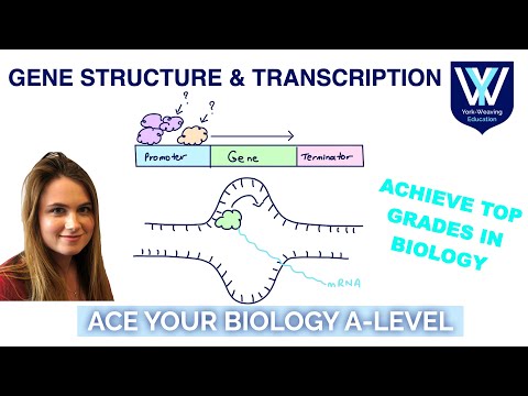 Gene structure & Transcription | A-Level Biology Revision Masterclass | AQA, OCR, Edexcel, WJEC