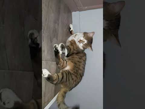 My baby cat Fripouille 🐈 its cleaning time