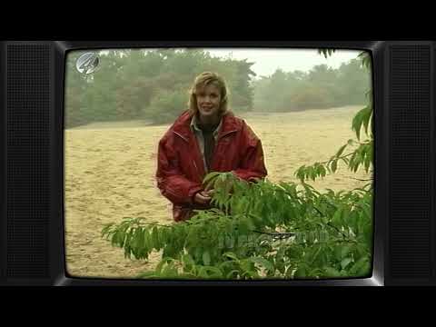 TV: Weekendtips (19951006) - Eerste Aflevering (5 min, begin mist) | Irene Moors | RTL4