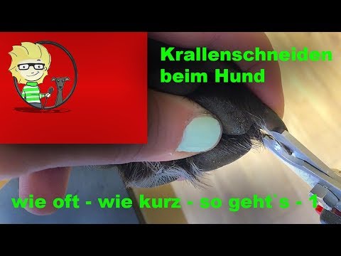 download lagu mp3 mp4 Krallen Schneiden Hund, download lagu Krallen Schneiden Hund gratis, unduh video klip Krallen Schneiden Hund