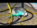 IECV PBV 27 In Loving Memory Of Our Parakeet Bert 10 12 2015