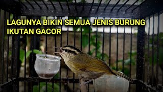 Download lagu Cikrak daun Gacor ngeroll panjang cocok sekali untuk memancing bunyi burung ombyokan. mp3