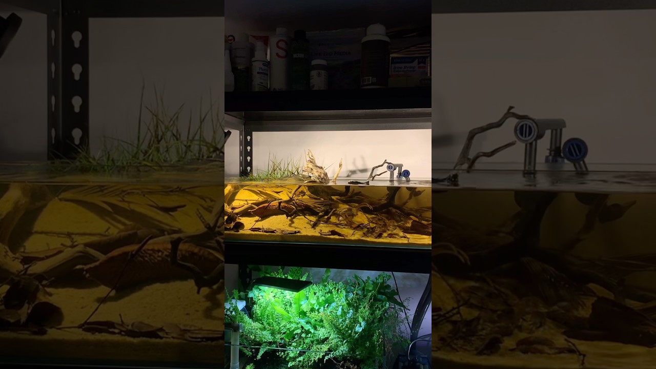 Building a corydoras biotope aquarium