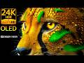 Wild Life 24K HDR 120FPS Dolby Vision OLED Test 8K 4K Video