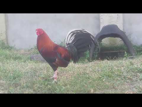 EGD FARM best Broodcock 2017 Ray Alexander Lacy Roundhead