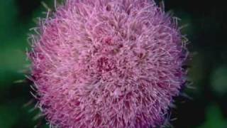 Make Love To Me - Astrud Gilberto (w/o lyrics)