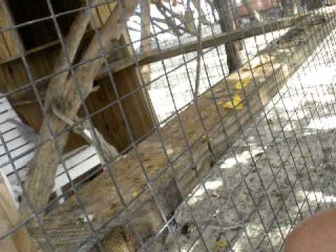 Drunk Lady Teases Monkey at Ship Wreck Beach in St. Kitts, West Indies