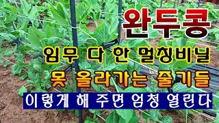 [텃밭농부.1,007]  완두콩 임무 마친 멀칭비닐, 유인줄 못타는 줄기 이렇게 해주면 엄청 열립니다.