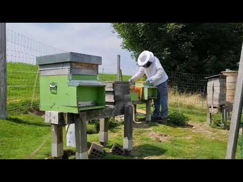 Besuch vom Bieneninspektor - André Wermelinger von FREETHEBEES