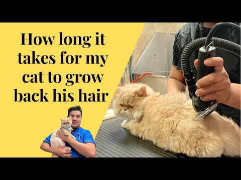 How long it takes for my cats hair to grow back, Cat grooming 101 How to groom a cat onto a Lion