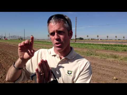 How it works: Rovey Dairy feeds sugar beets to cows