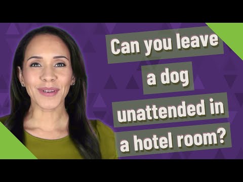 Can you leave a dog unattended in a hotel room?