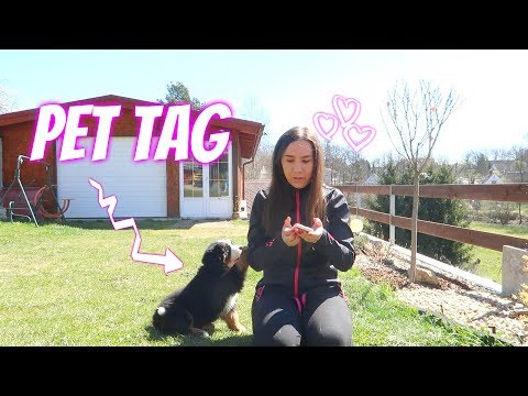 Pet Tag s Madison | Domi Novak