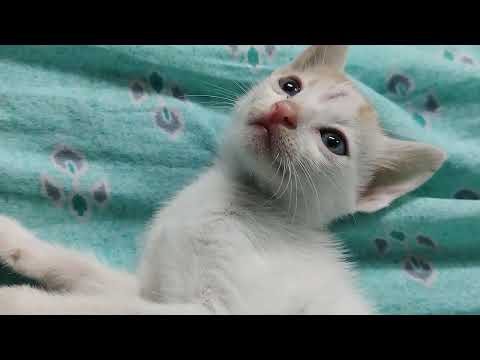 cat videos kitten video playing cat funny cute video