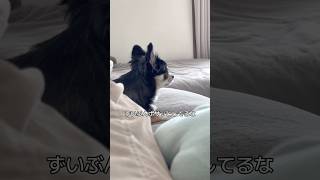 犬、気づかないように観察される。  #犬との暮らし #chihuahua #dog