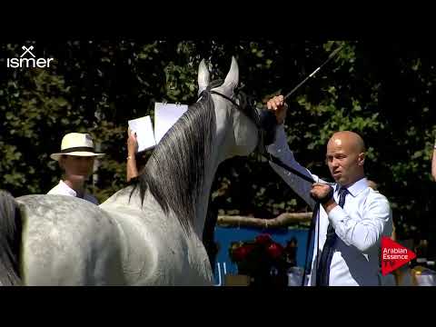 Strohen 2018 C Show - Class 11