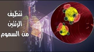 تنظيف الرئتين من السموم إليك أفضل 6 أطعمة تساعدك في تعزيز صحة رئتيك