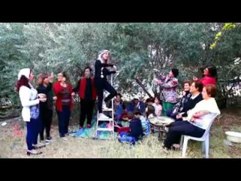 Palestinian folklore song for olives and their land