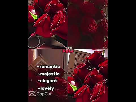 𝙰𝚜𝚔 𝚢𝚘𝚞𝚛 𝚏𝚛𝚒𝚎𝚗𝚍𝚜 𝚠𝚑𝚒𝚌𝚑 𝚏𝚕𝚘𝚠𝚎𝚛 𝚊𝚛𝚎 𝚢𝚘𝚞