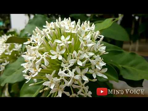 🌸Beautiful Flowers💗... Don't Miss To Watch💞...